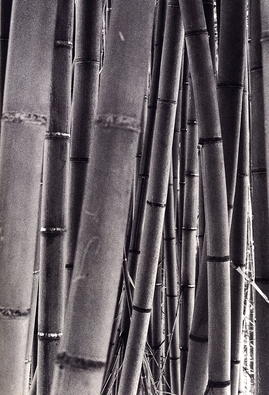 Bamboo