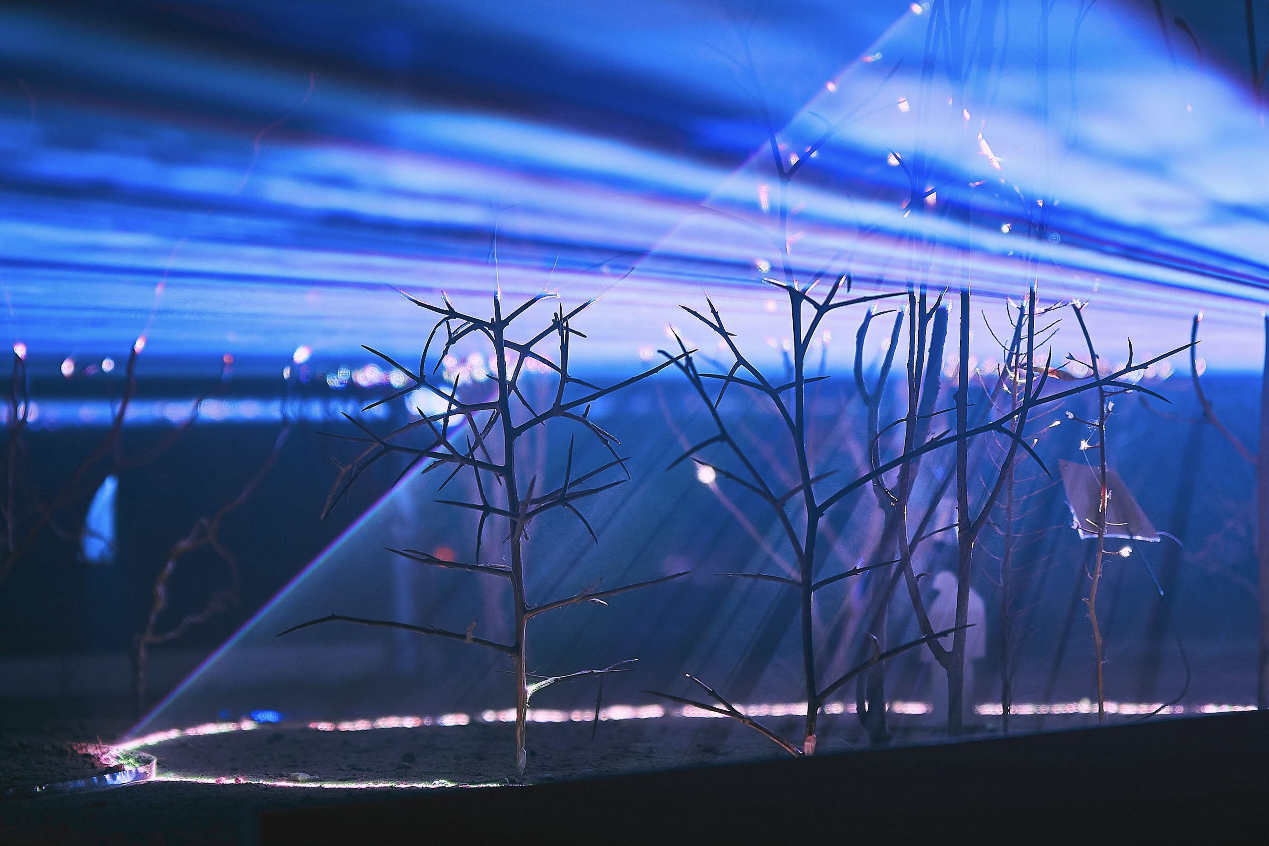 Fiat Lux Out Portugal